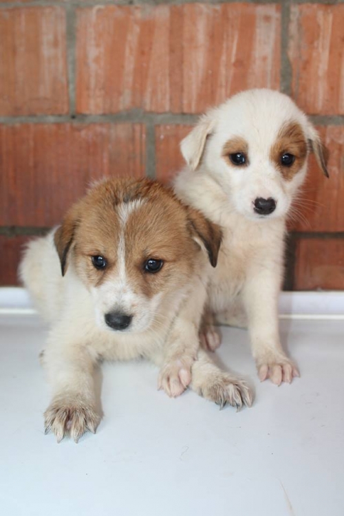 მეტისის ლეკვები უსახელო