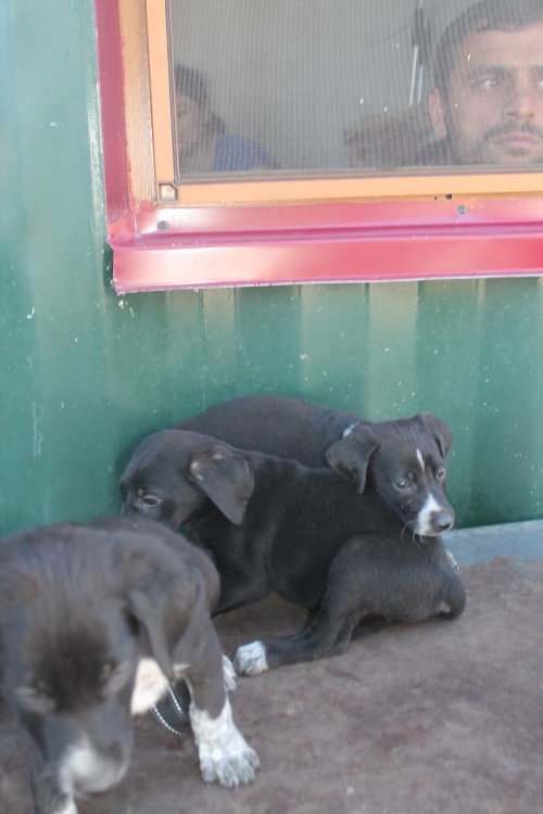 მეტისი უსახელო