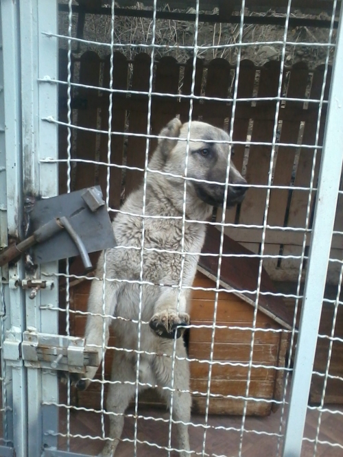 ქართული ქოფაკი რიკი