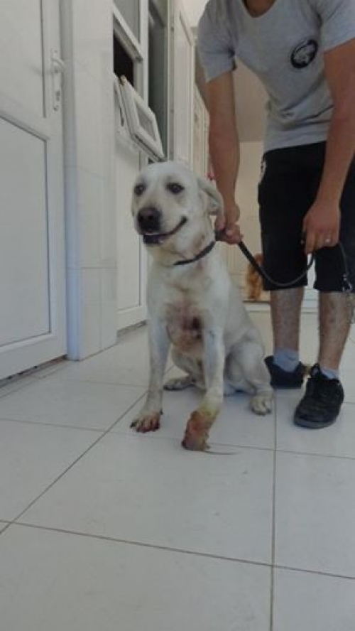 ლაბრადორი უსახელო