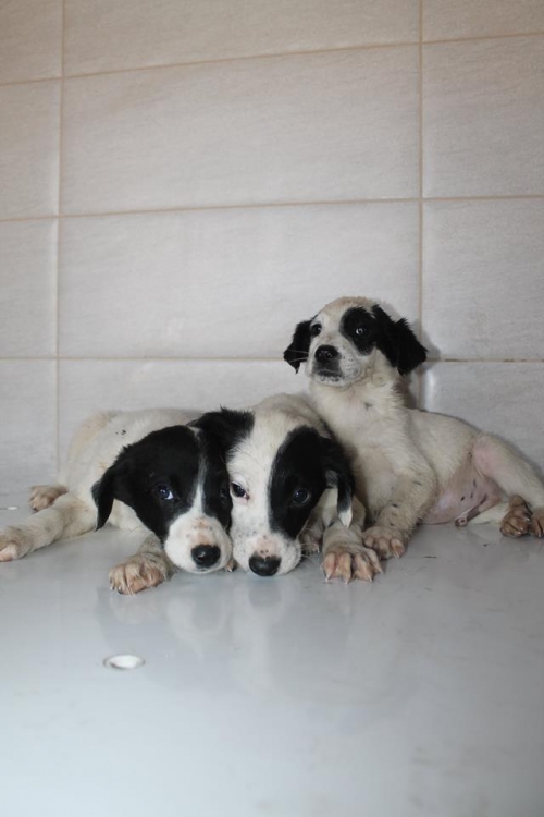 სეტერის მეტისი უსახელო