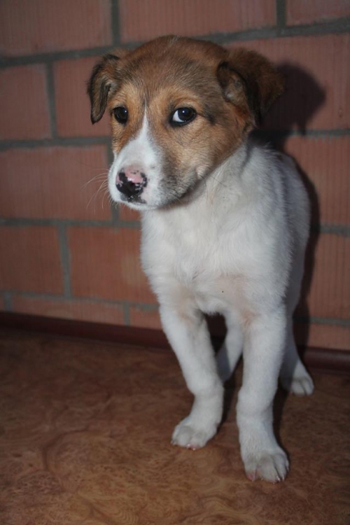 მეტისი უსახელო