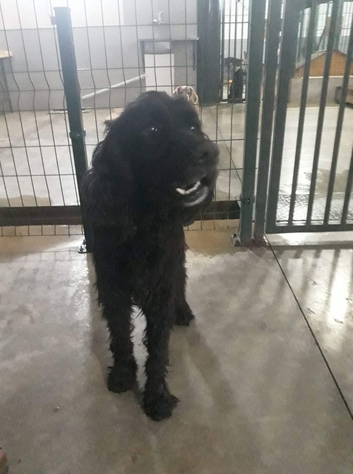 სეტერი ჭიათურა