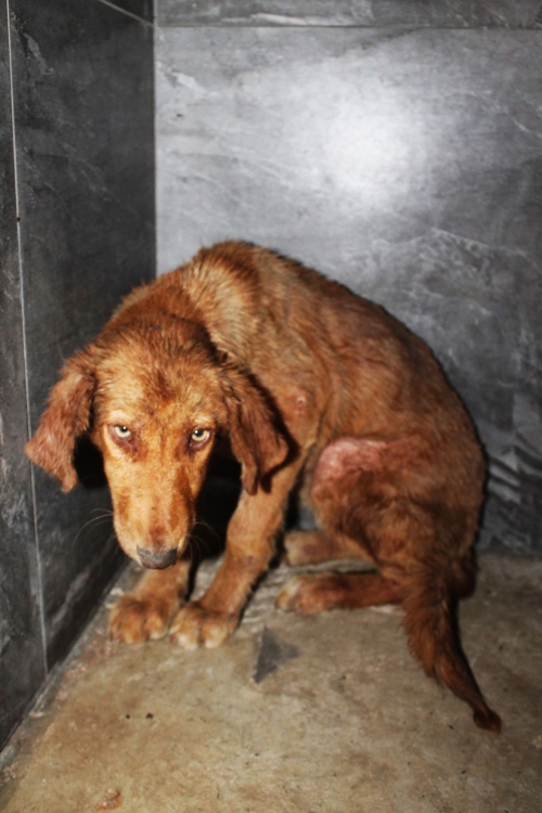 მეტისი უსახელო