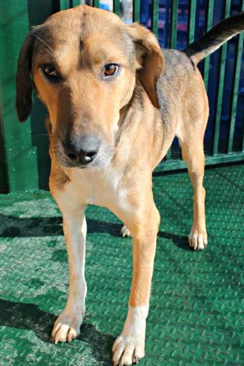 მეტისი უსახელო