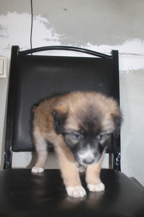 მეტისი უსახხელო