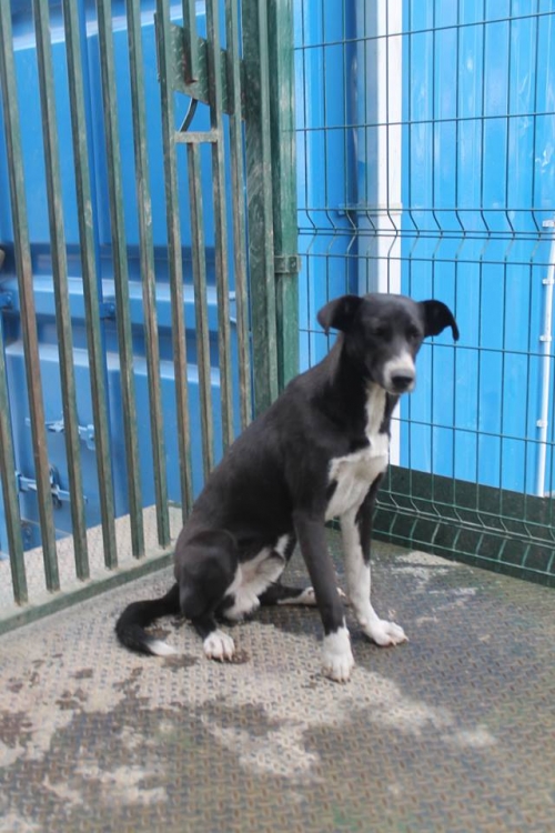 მეტისი უსახელო