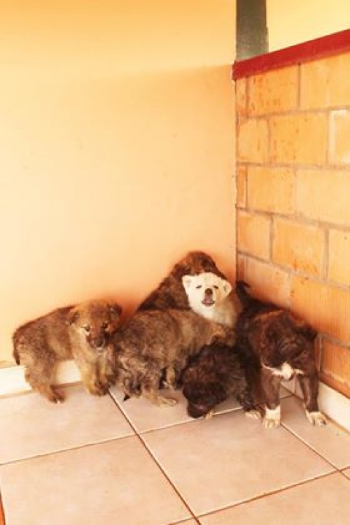 მეტისი უსახელო