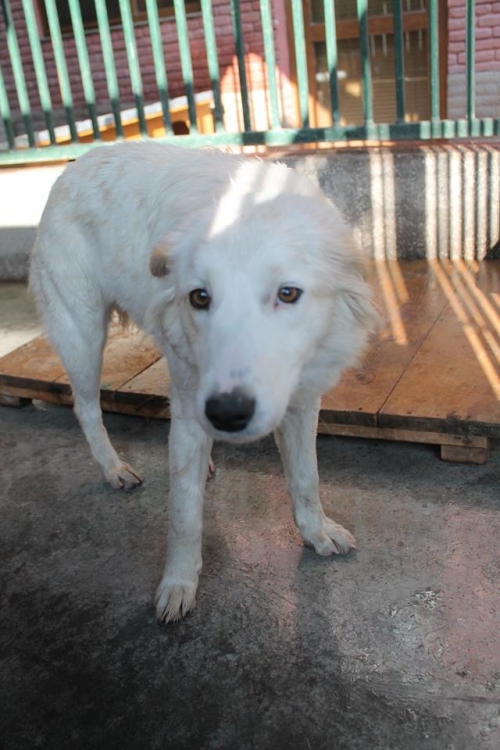 ქართული ქოფაკი უსახელო