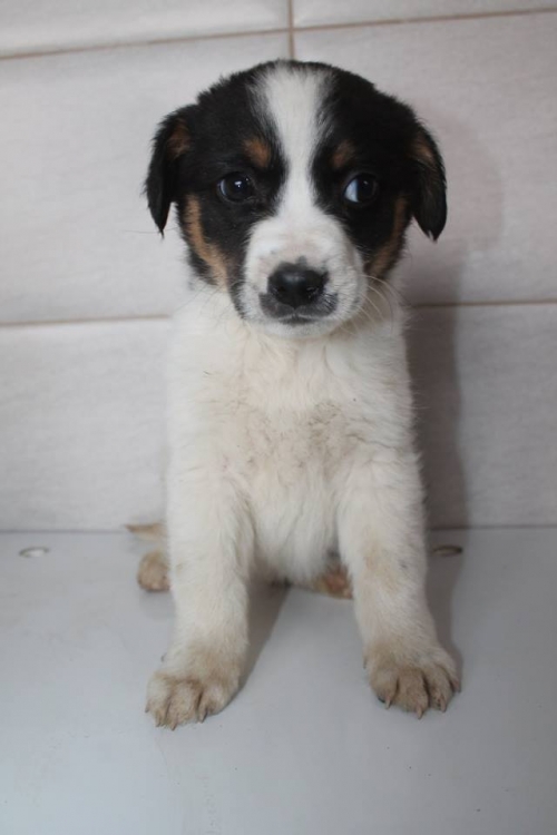 მეტისი უსახელო