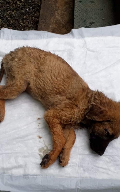 მეტისი უსახელო