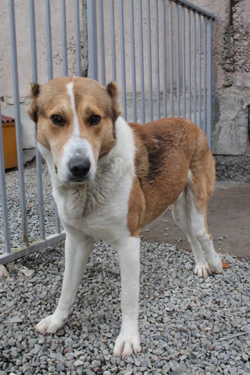 ქართული ნაგაზი ბუთხუზა