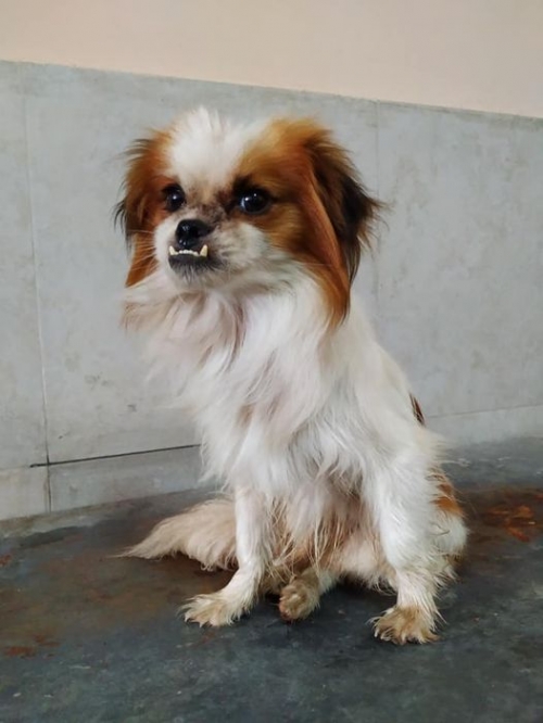 პეკინესი ისანი