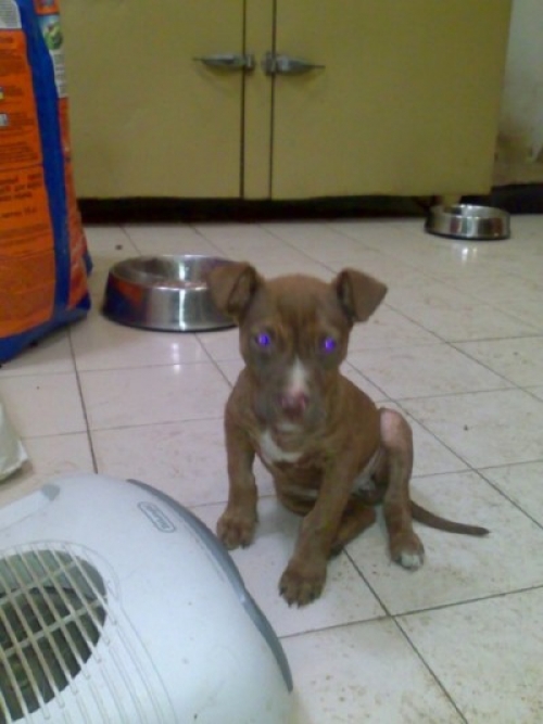 * გაჩუქებულები მაქსი