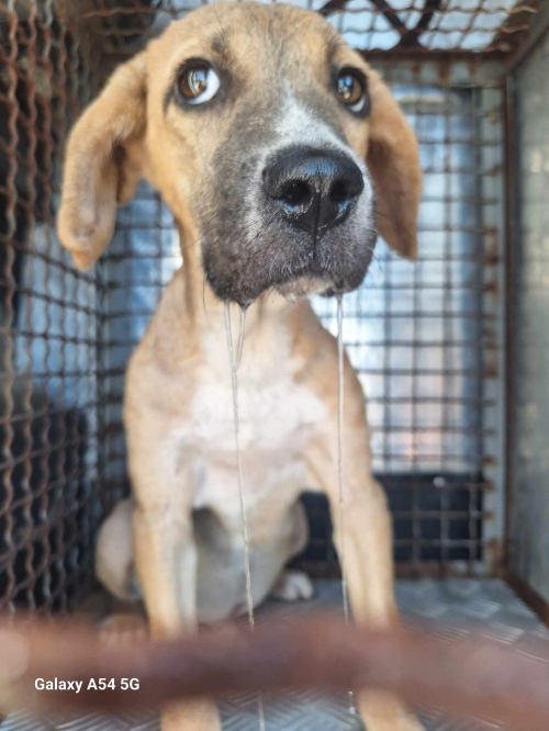 მეტისი გადმოყვანილია მუნიციპალური თავშესაფრიდან