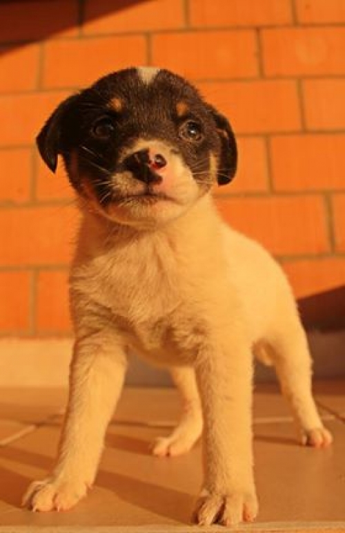 მეტისი უსახელო