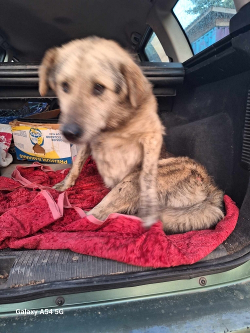 მეტისი სამგორის ბაზარი