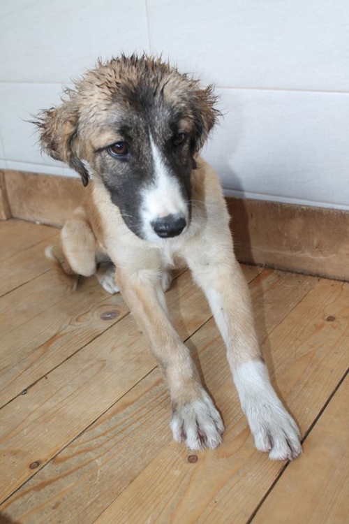 მეტისი უსახელო