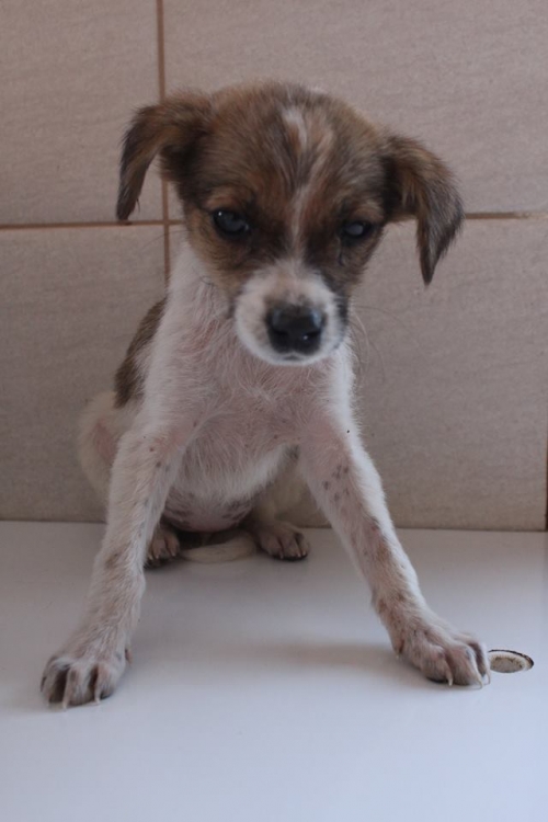 მეტისი უსახელო