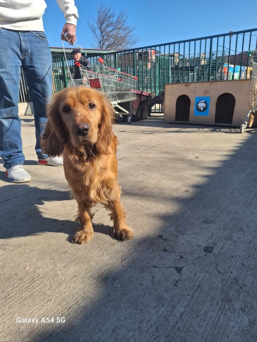 კოკერსპანიელი კონიაკის დასახლება ,რეგბის სტადიონი