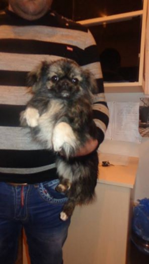 პეკინესი უსახელო