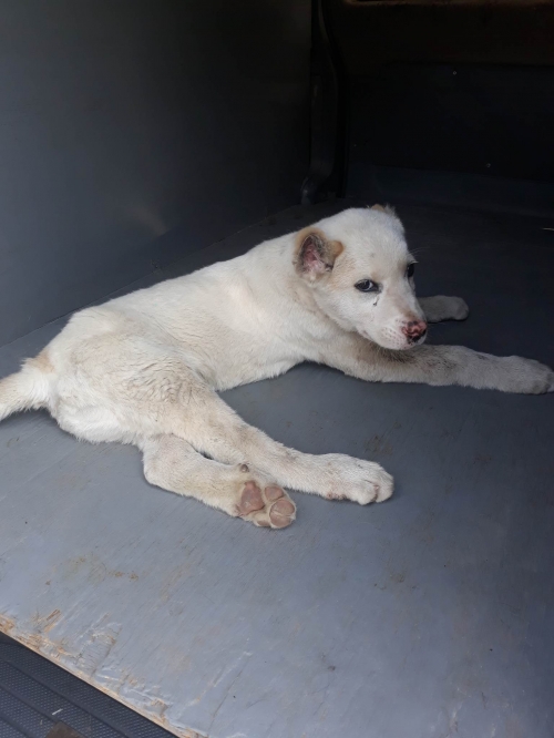 ქართული ნაგაზი სიმბა