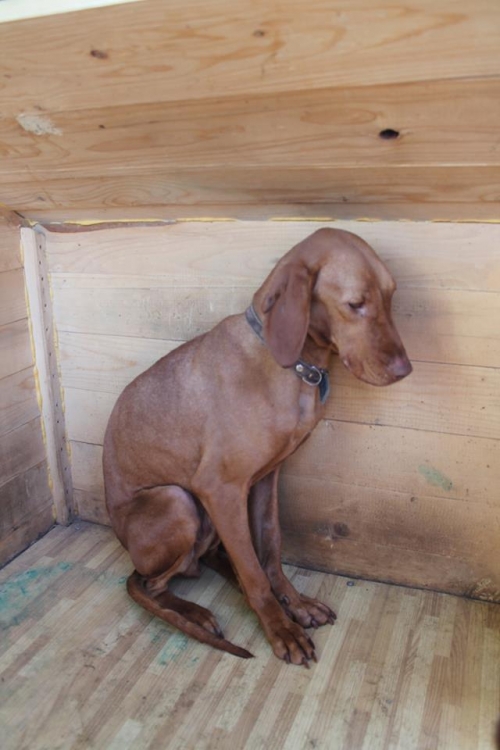 უნგრული ვიჟლა ჯესი