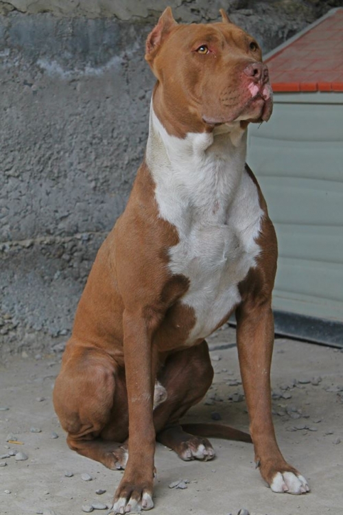 პიტი კირუხა