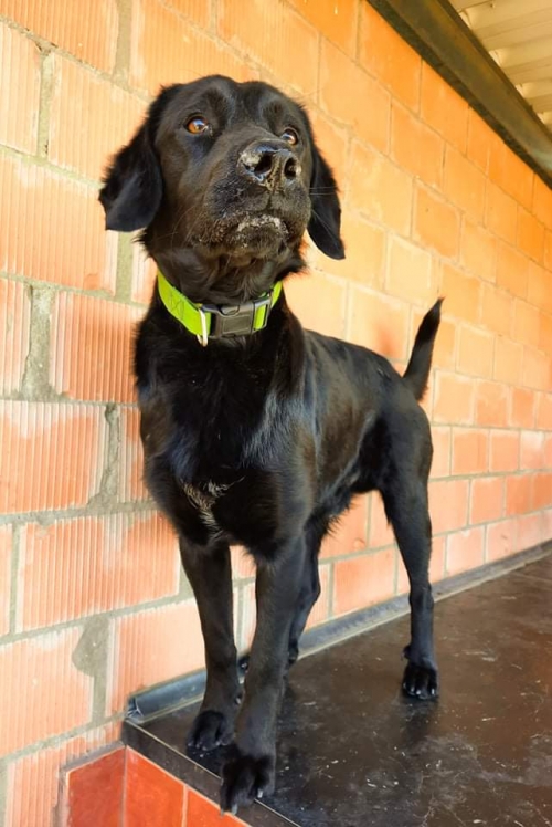 ლაბრადორი საბურთალო ყაზბეგზე იპოვეს