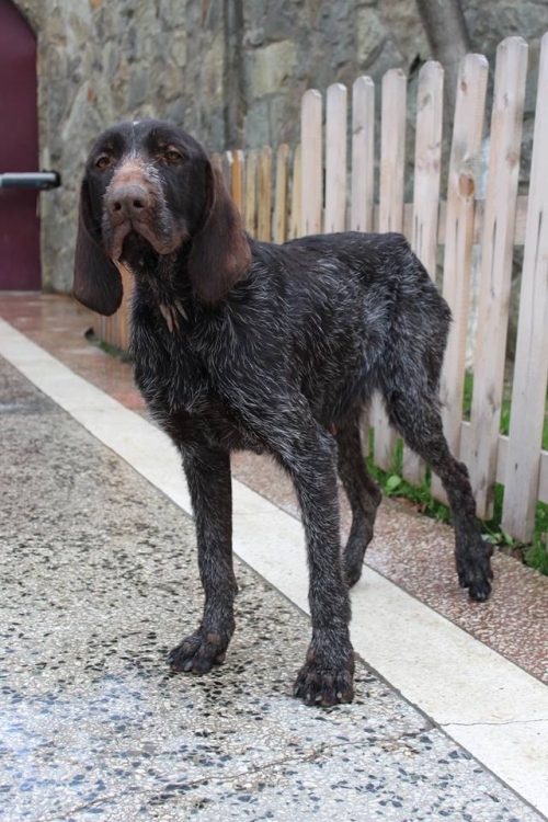 დრათხარი უსახელო