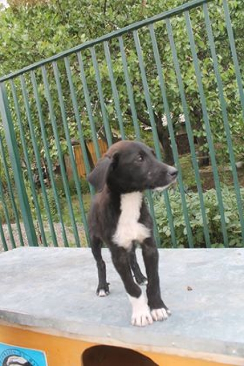 მეტისი უსახელო