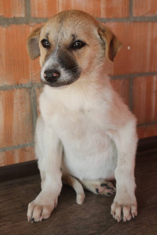 მეტისი უსახელო