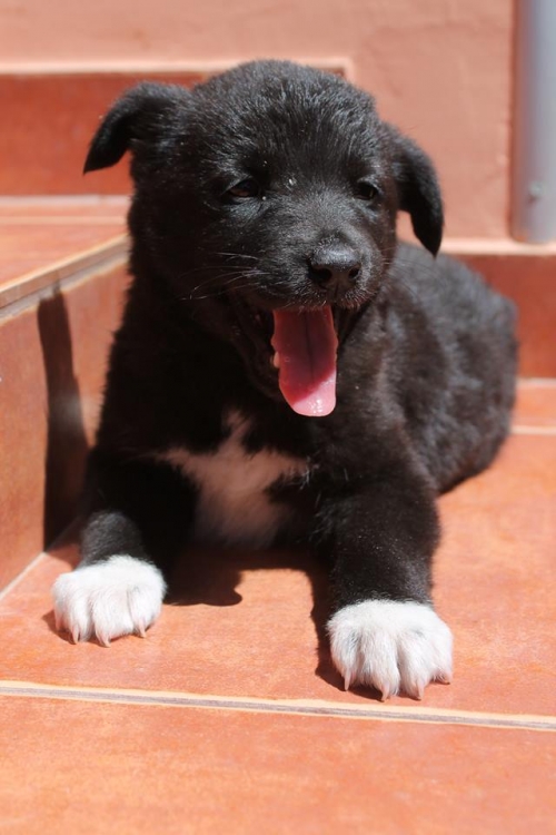 მეტისი უსახელო