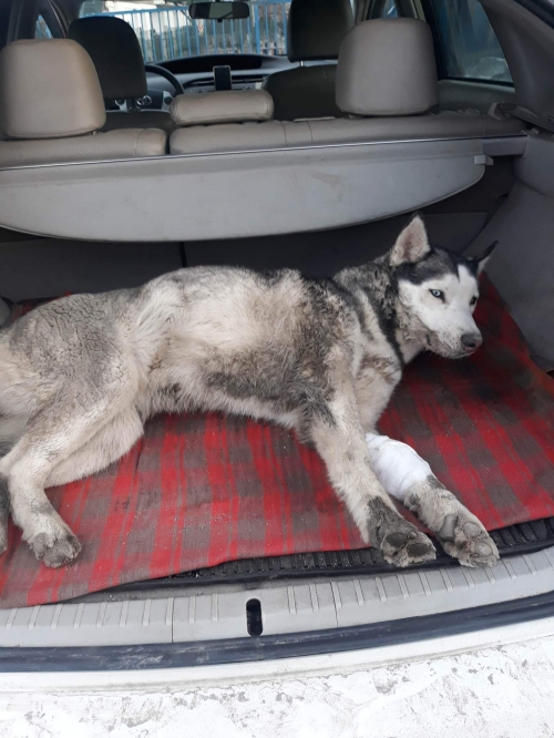 ლაიკა სოფელი ქანდა