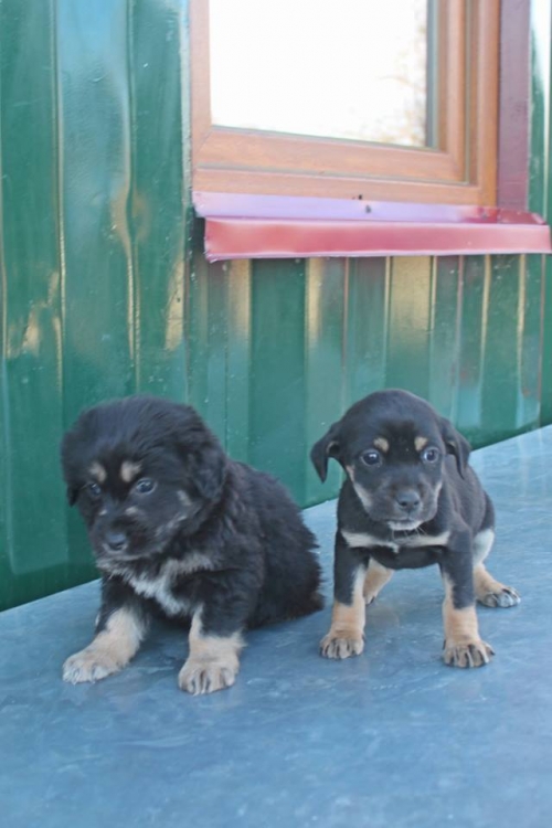 მეტისის ლეკვები უსახელო