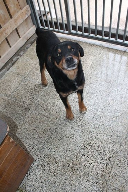 როტვეილერი უსახელო