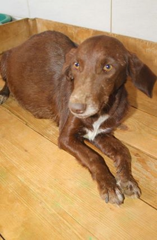 მეტისი უსახელო