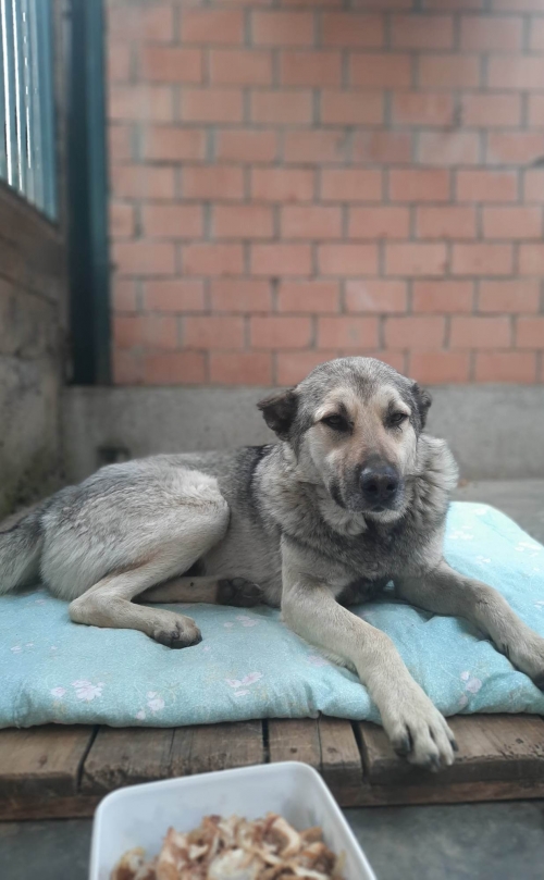 მეტისი ქ.რუსთავი