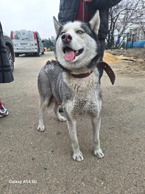 ლაიკა ლუსი