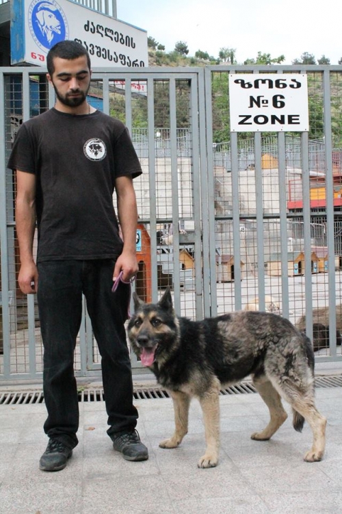 გერმანული ნაგაზი უსახელო