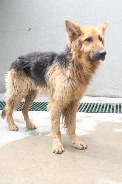 გერმანული ნაგაზი რექსი