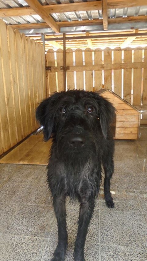 შნაუცერი გუსტო