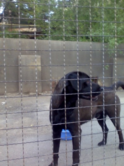 * გაჩუქებულები რეი (ლაბრადორის მეტისი)