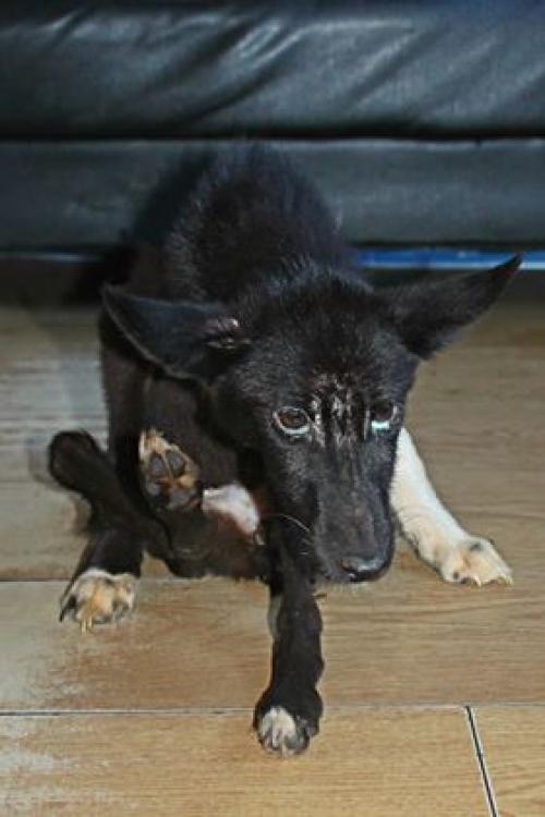 მეტისი უსახელო