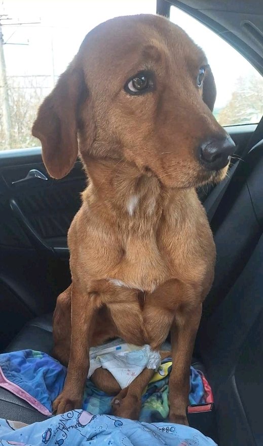 მეტისი. გორი. სახელად მალი