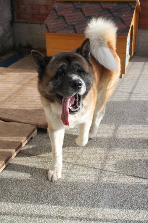 აკიტა უსახელო