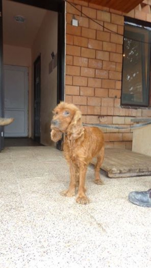 კოკერსპანიელი უსახელო