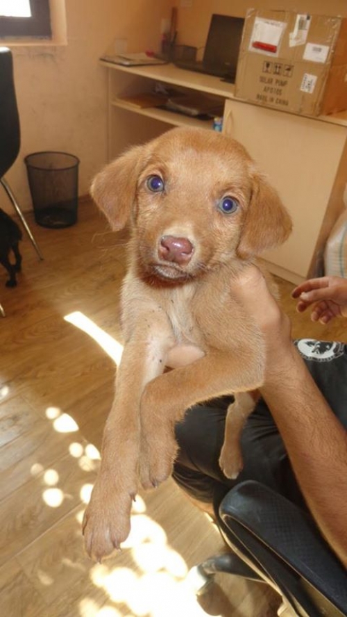 მეტისი უსახელო