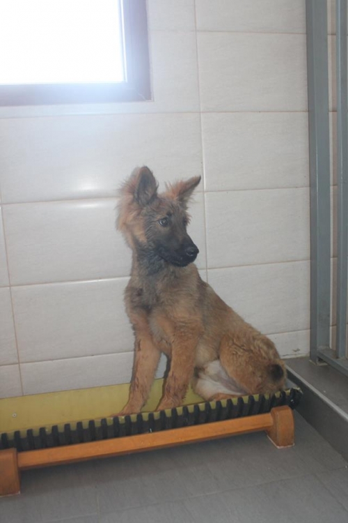 მეტისი უსახელო