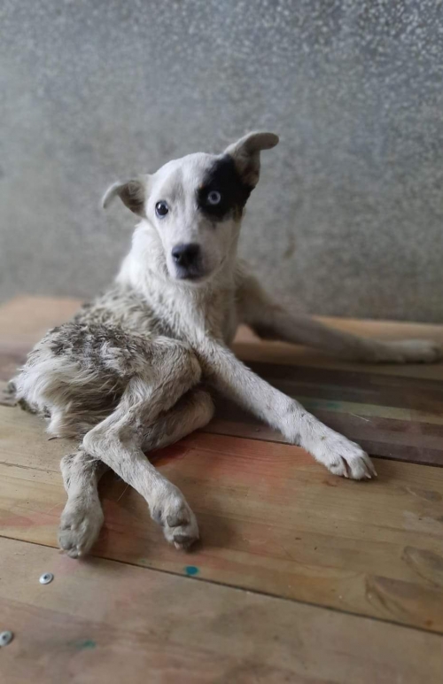 მეტისი კასპი